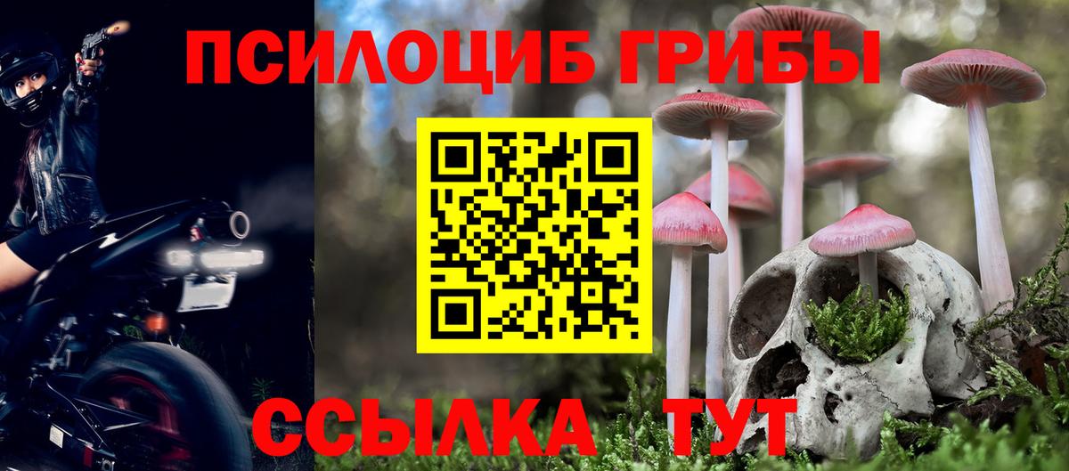 Псилоцибиновые грибы Psilocybe Елабуга